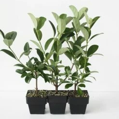 Ozbreed Dense Fence™ Viburnum Odoratissimum ‘VOC1’ Pbr Shrubs