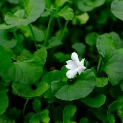 Shrubs Full Sun Viola Snowflake