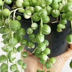 Indoor Garden Cacti & Succulents Variegated String Of Pearls - Pot + Plant