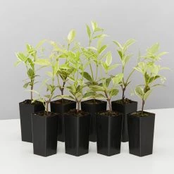 Shrubs Valley Lights Variegated Star Jasmine