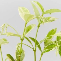 Shrubs Valley Lights Variegated Star Jasmine