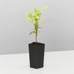 Shrubs Valley Lights Variegated Star Jasmine