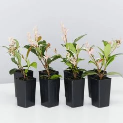 Shrubs Variegated Star Jasmine Full Sun