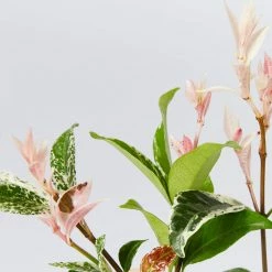 Shrubs Variegated Star Jasmine Full Sun