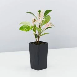 Shrubs Variegated Star Jasmine Full Sun