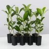 Hedge Viburnum Odoratissimum 'Sweet Viburnum' Screening Plant Pack Hedging Plants 1 Hedge Viburnum Odoratissimum 'Sweet Viburnum' Screening Plant Pack Hedging Plants