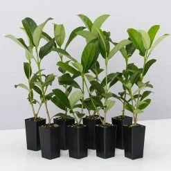 Hedge Viburnum Odoratissimum 'Sweet Viburnum' Screening Plant Pack Hedging Plants