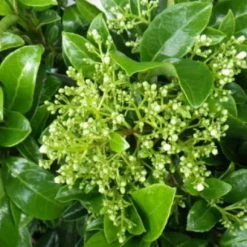 Hedge Viburnum Odoratissimum Emerald Jewel