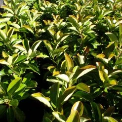 Viburnum Odoratissimum Emerald Lustre Tall Hedge Pack