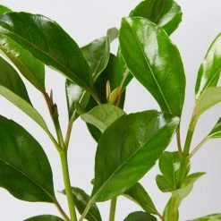 Viburnum Odoratissimum Emerald Lustre Tall Hedge Pack