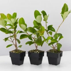 Shrubs Viburnum Odoratissimum 85mm