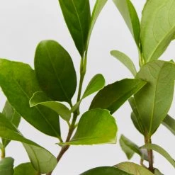 Shrubs Viburnum Odoratissimum 85mm