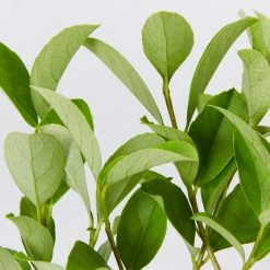 Ozbreed Viburnum Odoratissimum Dense Fence™ Pbr Hedge