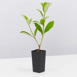 Ozbreed Dense Fence™ Viburnum Odoratissimum ‘VOC1’ Pbr Shrubs