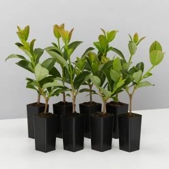 Ozbreed Hedging Plants Quick Fence™ Viburnum Odoratissimum ‘VOQ1’