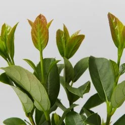 Ozbreed Hedging Plants Quick Fence™ Viburnum Odoratissimum ‘VOQ1’