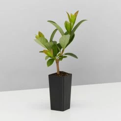 Ozbreed Hedging Plants Quick Fence™ Viburnum Odoratissimum ‘VOQ1’