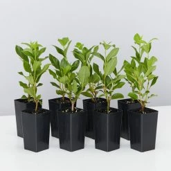 Hedge Hedging Plants Viburnum Tinus