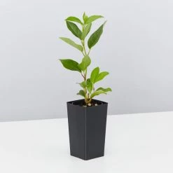 Hedge Hedging Plants Viburnum Tinus