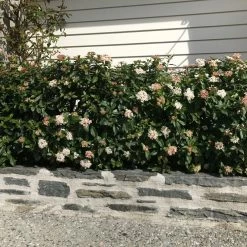 Hedge Hedging Plants Viburnum Tinus