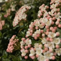 Hedge Hedging Plants Viburnum Tinus