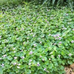 Shrubs Viola Hederacea Native Violet