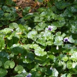 Shrubs Viola Hederacea Native Violet
