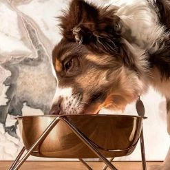 Bendo Best Selling Gifts The WOOF Dog Bowl - MIX 'N MATCH