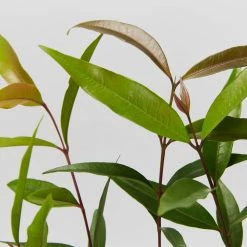 Plants In A Box The Weeping Lilly Pilly (Waterhousia Floribunda)