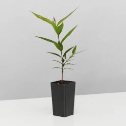 Plants In A Box The Weeping Lilly Pilly (Waterhousia Floribunda)