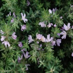 Hedge Westringia Fruticosa Jervis Gem