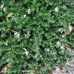 Hedge Westringia Fruticosa Zena