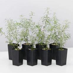 Shrubs Westringia Fruticosa Blue Moon Full Sun