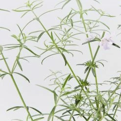 Shrubs Westringia Fruticosa Blue Moon Full Sun