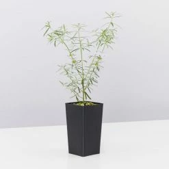 Shrubs Westringia Fruticosa Blue Moon Full Sun