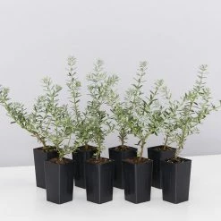 Shrubs Westringia Fruticosa Hedging Plants