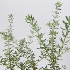 Shrubs Westringia Fruticosa Hedging Plants