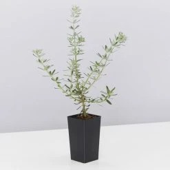 Shrubs Westringia Fruticosa Hedging Plants