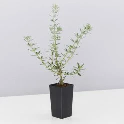 Shrubs The Coastal 🌞 Mixed Box Of Plants