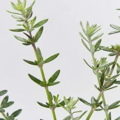 Hedge Westringia Fruticosa Zena