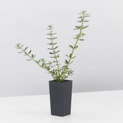 Hedge Westringia Fruticosa Zena