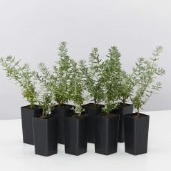 Hedge Westringia Fruticosa Jervis Gem