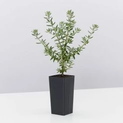 Hedge Westringia Fruticosa Jervis Gem