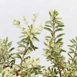 Shrubs Westringia Fruticosa Peppermint Cream