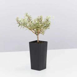 Shrubs Westringia Fruticosa Peppermint Cream