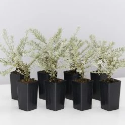 Shrubs Westringia Fruticosa 'Smokey'