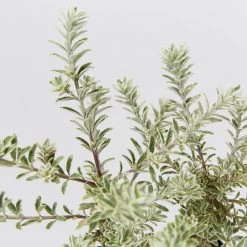 Shrubs Westringia Fruticosa 'Smokey'