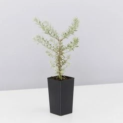 Shrubs Westringia Fruticosa 'Smokey'