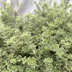 Shrubs Westringia Fruticosa 'Smokey'