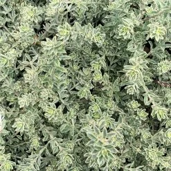 Shrubs Westringia Fruticosa 'Smokey'